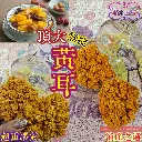 特大野生黃耳