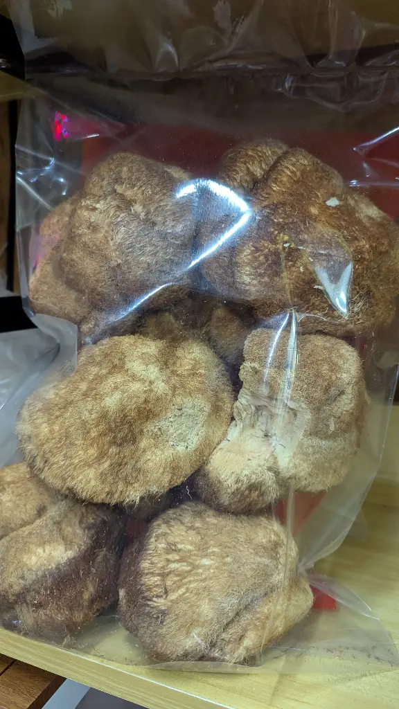 野生猴頭菇
