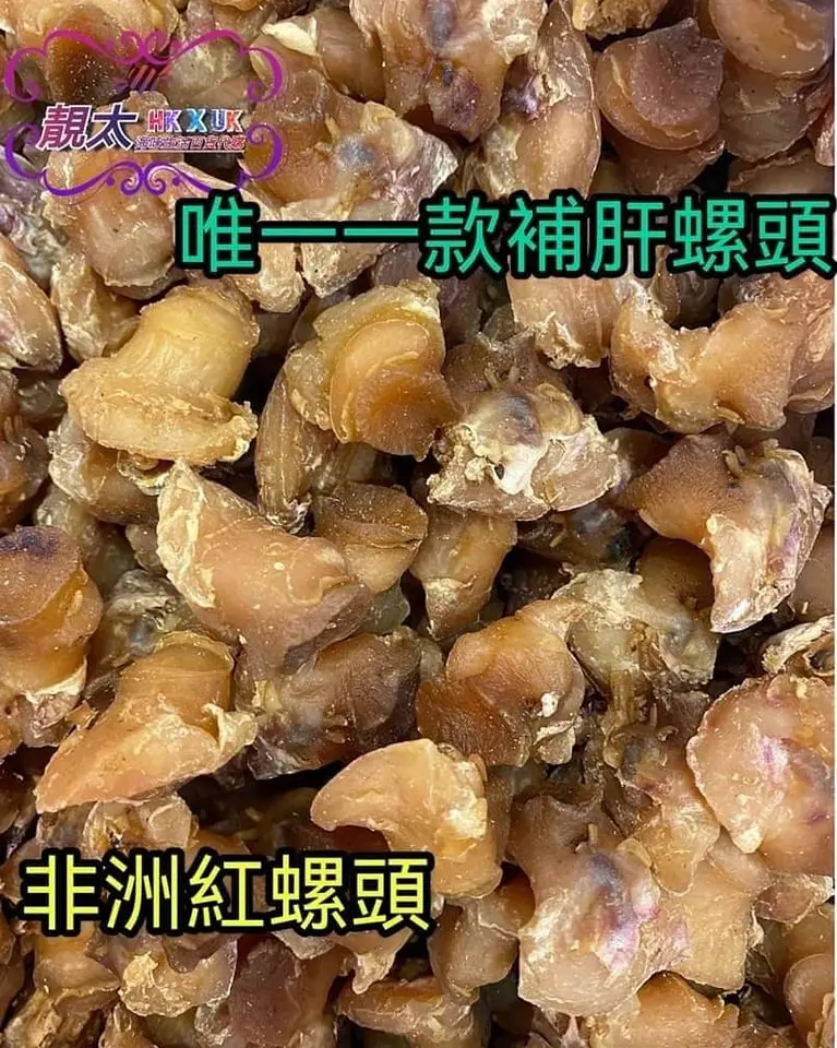大碼非洲紅螺頭