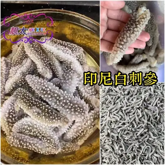 印尼白刺參