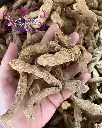 野生海玉竹