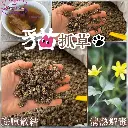 貓爪草