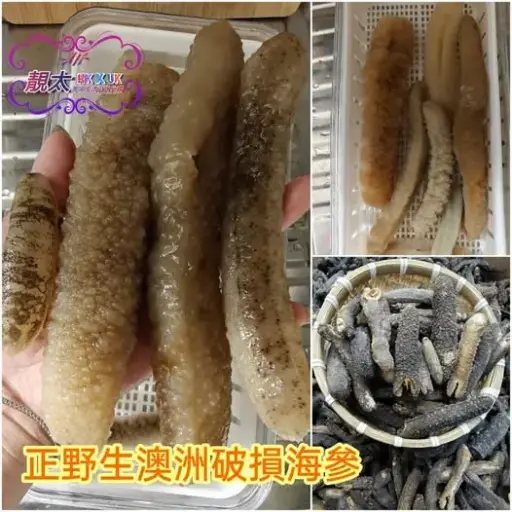 野生澳洲海參（自用級）