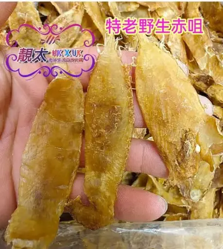 特老野生赤嘴花膠筒