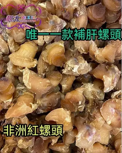大碼非洲紅螺頭