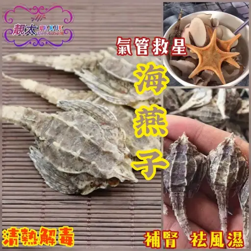 野生海燕子