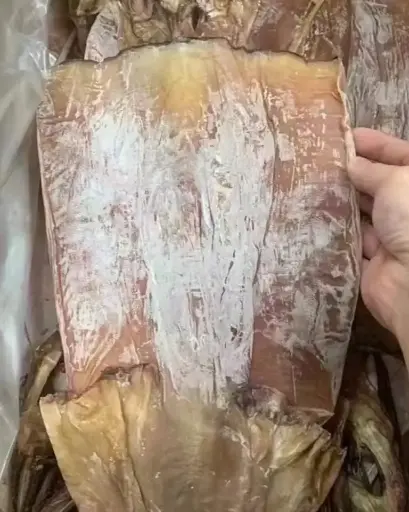 特大阿根廷土魷