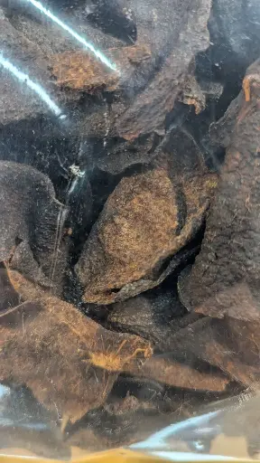 98年蛇膽川貝陳皮