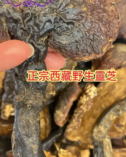 正宗西藏野生靈芝