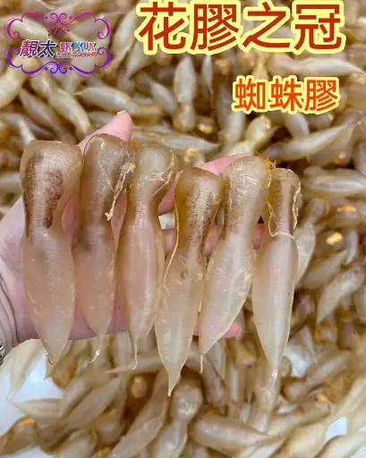 蜘蛛膠