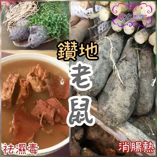 鑽地老鼠