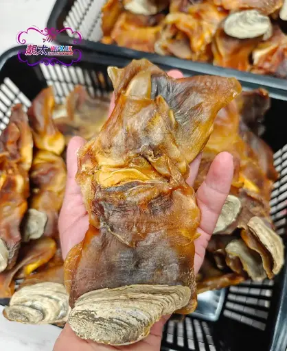 美國响螺頭