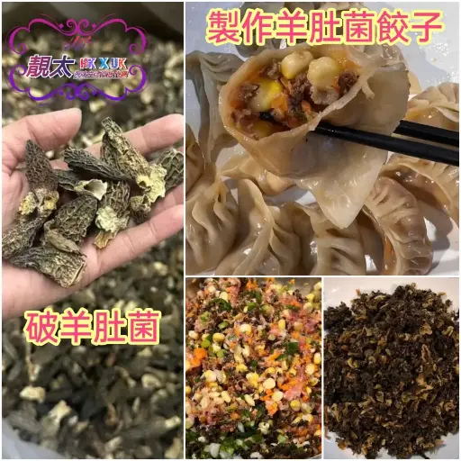 西藏破羊肚菌