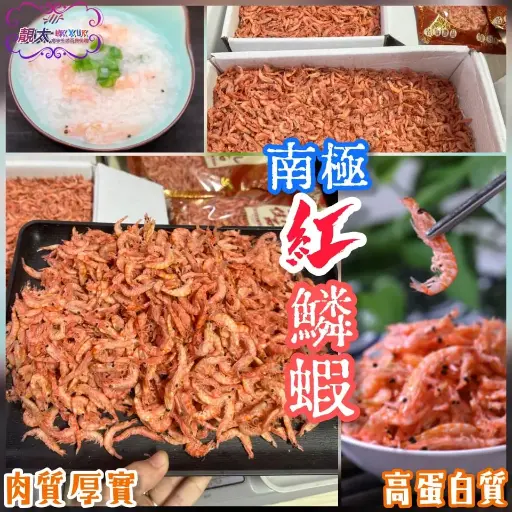 南極紅鱗蝦