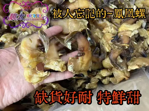 女王鳳凰螺