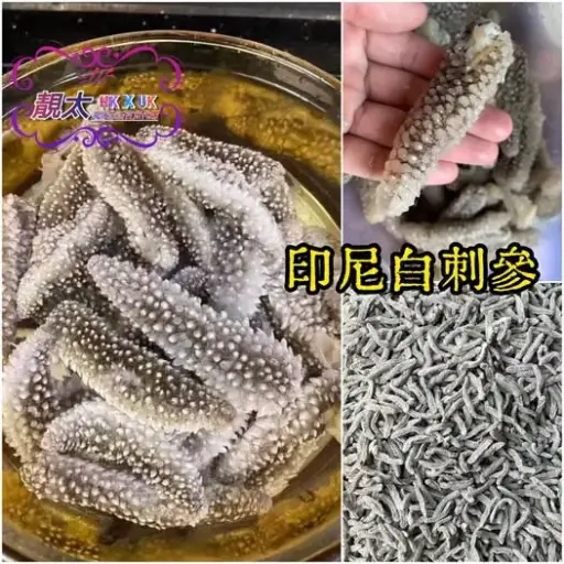 印尼白刺參