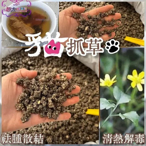 貓爪草