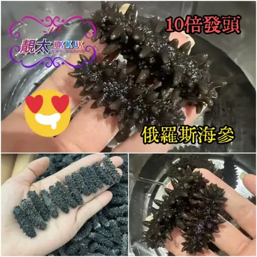野生俄羅斯海參