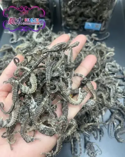 海馬