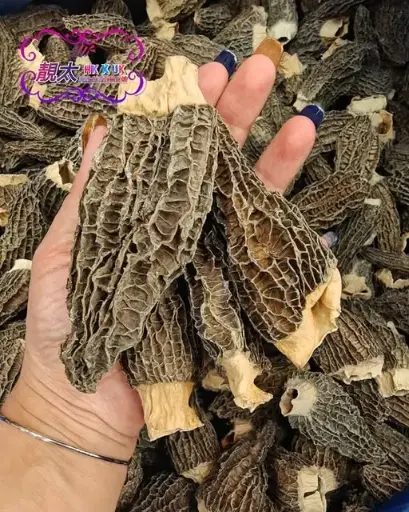 頂大羊肚菌