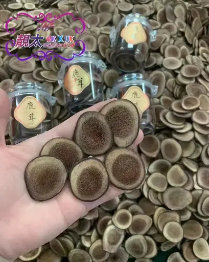 梅花鹿茸