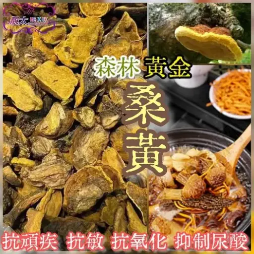 西藏野生桑黃